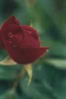 Bovary