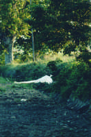 Bovary